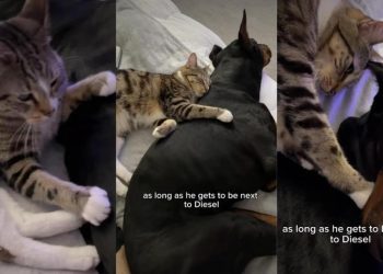 This Dog & Cat Have the Kind of Bond You Read About in Books