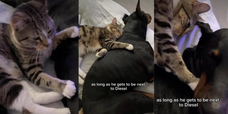 This Dog & Cat Have the Kind of Bond You Read About in Books