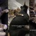 This Dog & Cat Have the Kind of Bond You Read About in Books