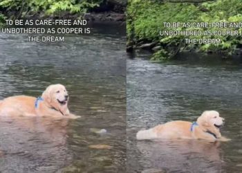 Dog Being ‘Care-Free’ While Relaxing in Water Is Life Goals