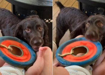 Sweet Dog Tries To Get Baby To Join Him for a Game of Frisbee