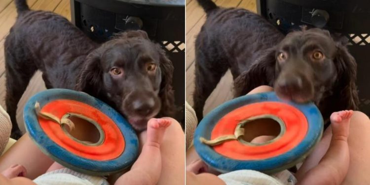 Sweet Dog Tries To Get Baby To Join Him for a Game of Frisbee