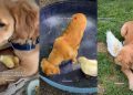 Dog Shares ‘Unlikely’ & ‘Sweetest’ Friendship With Duck