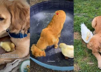 Dog Shares ‘Unlikely’ & ‘Sweetest’ Friendship With Duck