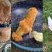 Dog Shares ‘Unlikely’ & ‘Sweetest’ Friendship With Duck