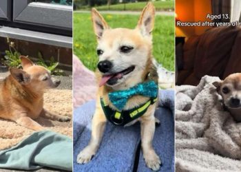 Senior Rescue Dog Neglected for Years Shows What a Little of Love Can Do