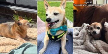 Senior Rescue Dog Neglected for Years Shows What a Little of Love Can Do
