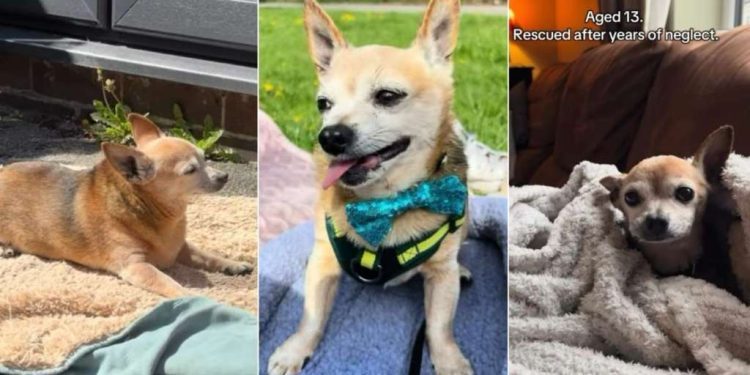 Senior Rescue Dog Neglected for Years Shows What a Little of Love Can Do