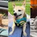Senior Rescue Dog Neglected for Years Shows What a Little of Love Can Do