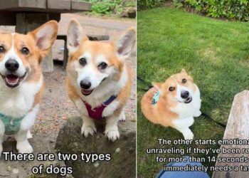 Owner Explains Striking Difference Between Two Corgi Siblings