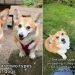 Owner Explains Striking Difference Between Two Corgi Siblings