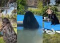 Dogs Get Ultimate Pool Upgrade Just in Time for Summer