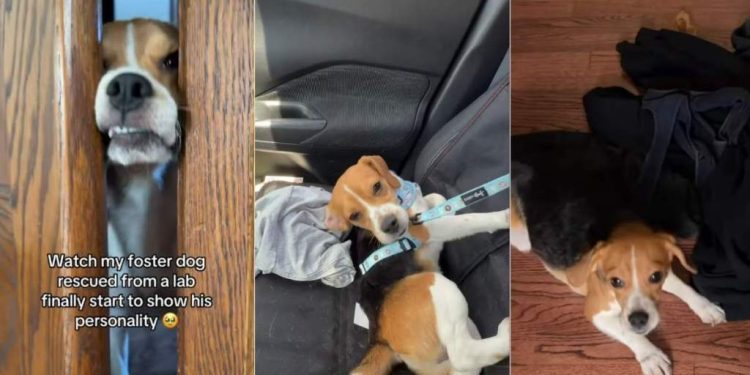 Rescue Dog Saved From Lab Finally Starts Being Himself With Foster Mom