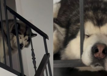 Dog Is Too Sleepy To Come Down Stairs To Go for Walk