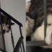Dog Is Too Sleepy To Come Down Stairs To Go for Walk