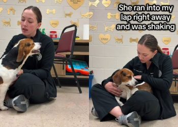 Rescue Dog Wouldn’t Stop Crying Because She Needed To Know She Wasn’t Alone