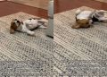 Dog Isn’t Ready To Leave Thunderstorm & Lets Everyone Know