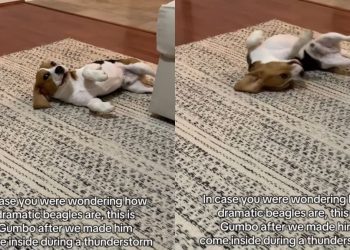 Dog Isn’t Ready To Leave Thunderstorm & Lets Everyone Know