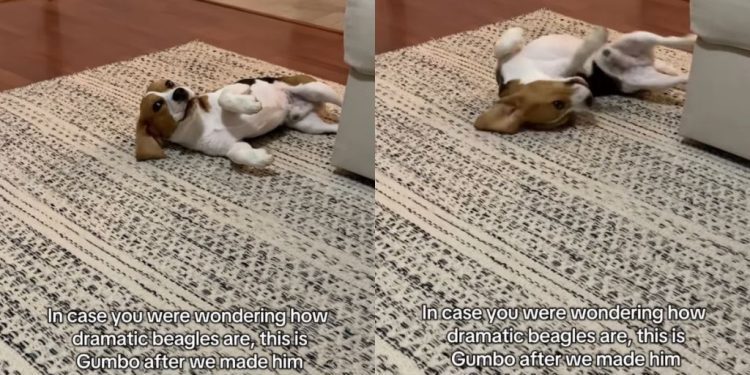 Dog Isn’t Ready To Leave Thunderstorm & Lets Everyone Know