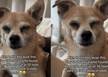Senior Dog Found in Rescue at 10 Now Feels Safe To Fall Asleep in Dad Arms