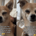 Senior Dog Found in Rescue at 10 Now Feels Safe To Fall Asleep in Dad Arms