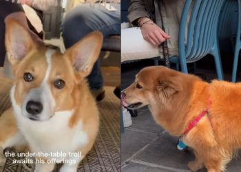 Corgi Waits Under Table for Owner’s Food ‘Offerings’