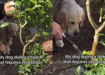 Dog Loves To ‘Supervise’ Owner in Different Tasks