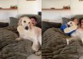 Golden Retriever Won’t Let Owners Hang Out by Themselves