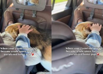 ‘Paralyzed’ Rescue Dog Finally Feels Safe in Little Girl’s Arms as a Foster