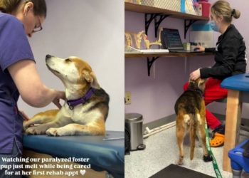Paralyzed Foster Dog Melts Being Cared for in Rehab, Shows She’s Not Giving Up