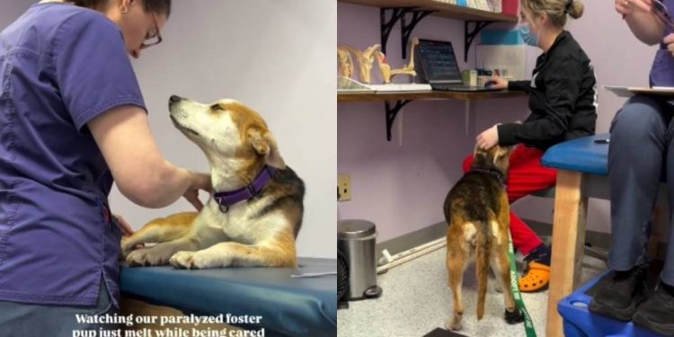 Paralyzed Foster Dog Melts Being Cared for in Rehab, Shows She’s Not Giving Up