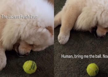Chow Chow Has Found a Way To Play ‘Laziest Fetch’