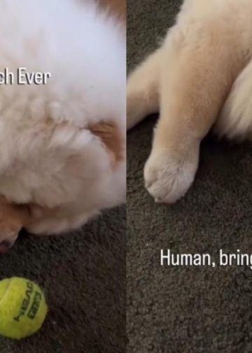 Chow Chow Has Found a Way To Play ‘Laziest Fetch’