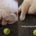 Chow Chow Has Found a Way To Play ‘Laziest Fetch’