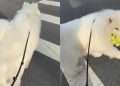 Dog Carries His ‘Emotional Support’ Toy While Guarding Owner on Walk