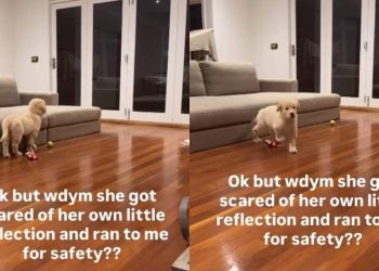 Golden Retriever Knows Mom Will Keep Her Safe, Runs to Her When Scared