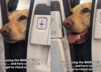 Dog Offers Hand to ‘Anxious’ Passenger on Flight Like He Knew She Needed It