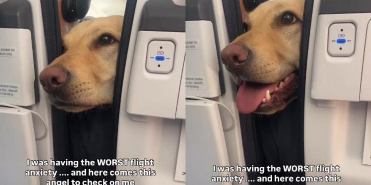 Dog Offers Hand to ‘Anxious’ Passenger on Flight Like He Knew She Needed It