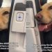 Dog Offers Hand to ‘Anxious’ Passenger on Flight Like He Knew She Needed It
