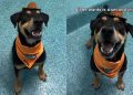Shelter Dog’s Adoption Meeting Fails When Nobody Comes but He Still Keeps Smiling