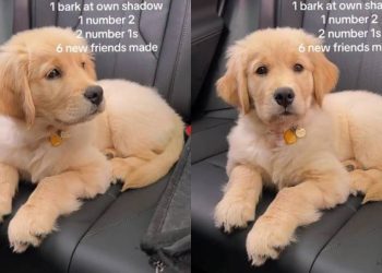 Owner Reveals Golden Retriever Pup’s Cute & Funny Walk Stats