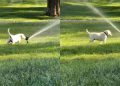 Labrador Puppy Experiences Sprinkler for First Time