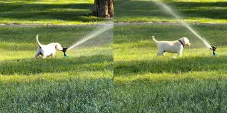 Labrador Puppy Experiences Sprinkler for First Time