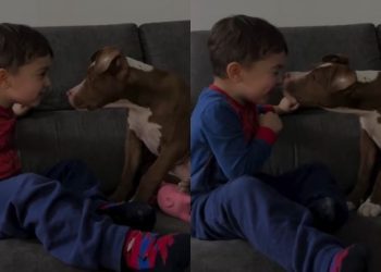 Dog Doesn’t Need Words, Only Kisses To Show How Much He Loves Little Boy