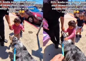 Dog Walks up to Little Girl Who Was Nervous at First & Wins Her Over With a Kiss