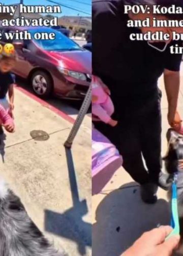 Dog Walks up to Little Girl Who Was Nervous at First & Wins Her Over With a Kiss