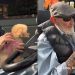 Dog Still Gets Excited To See the Man She Met as a Pup, Covers Him in Kisses