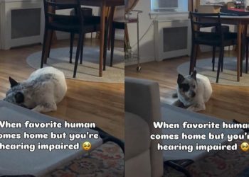 Deaf Rescue Dog Doesn’t Hear Dad Come Home, but Wiggles After Seeing Him