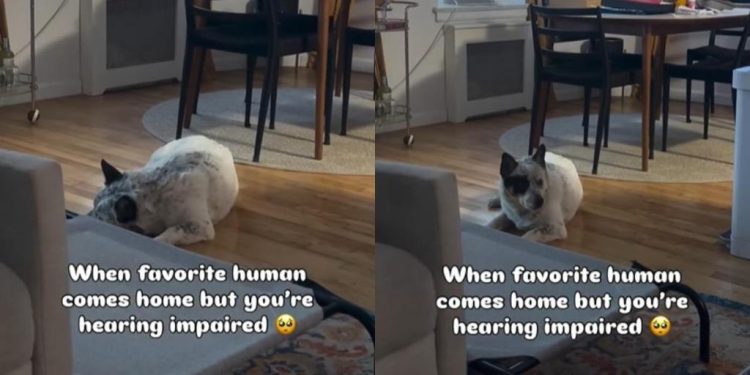 Deaf Rescue Dog Doesn’t Hear Dad Come Home, but Wiggles After Seeing Him