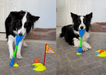 Dog Aces a Game of Mini Golf at Home